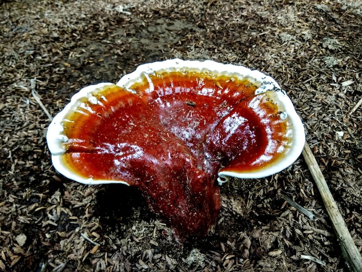  مراحل گام به گام نحوه مصرف قارچ گانودرما برای زگیل تناسلی