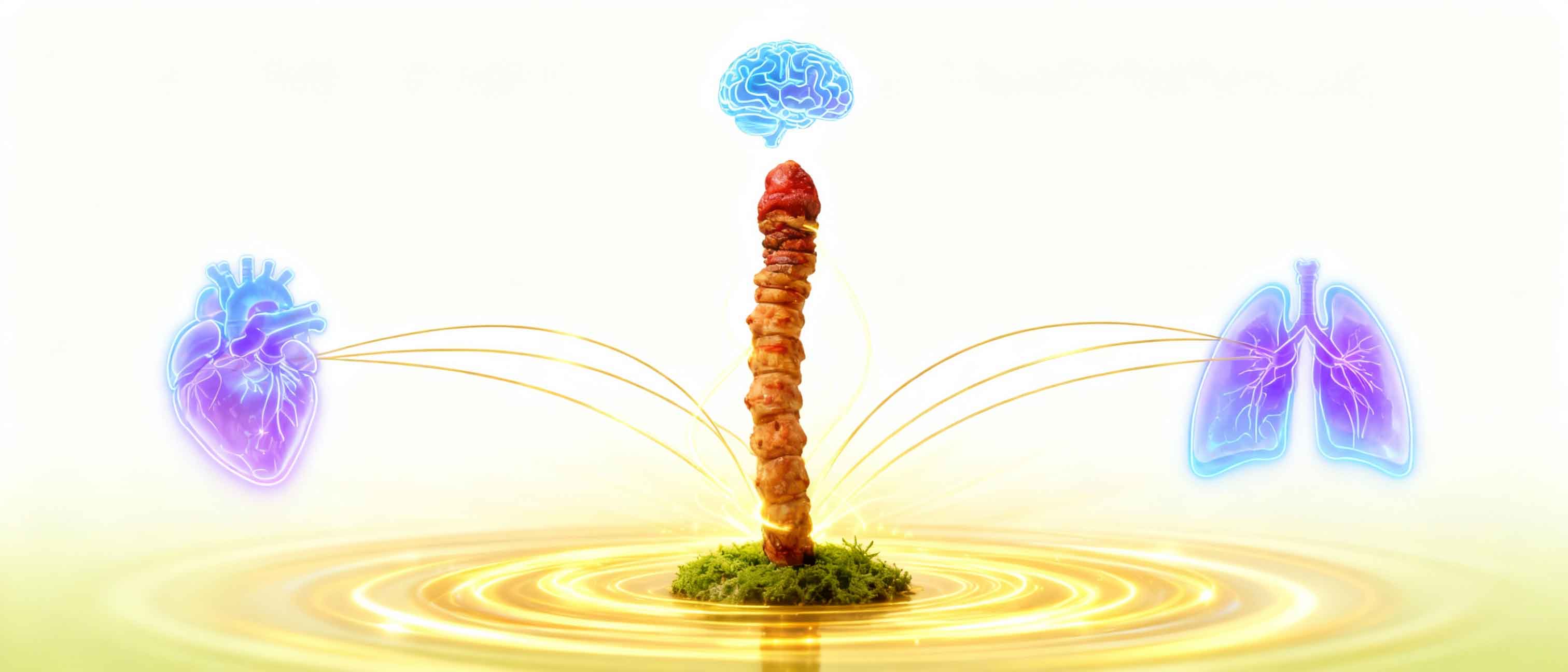 مراحل ثبت سفارش قارچ کوردیسپس ماچروم آنلاین