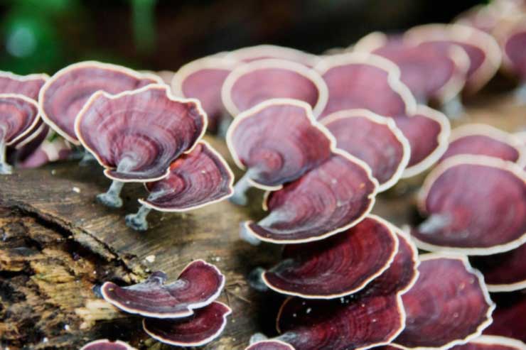 فواید ایمنی قارچ گانودرما