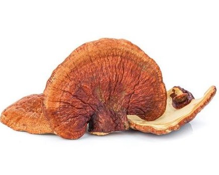 قارچ گانودرما لوسیدم پرورشی خشک – بسته 200 گرمی